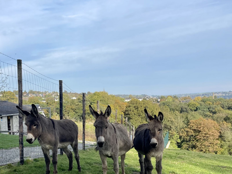 La Perle du Fierain à Pepinster - Maisons de vacances | Boncado - photo 6